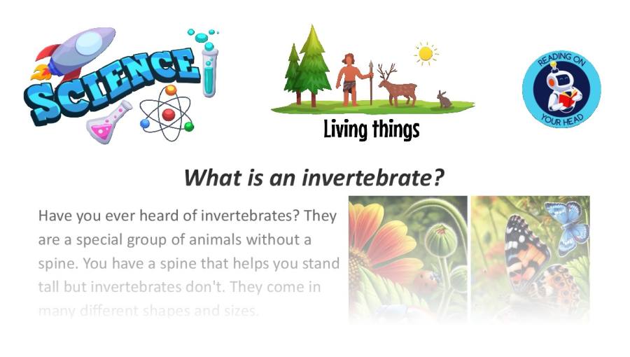 What is an invertebrate